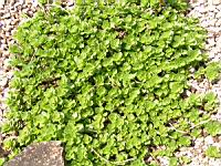 Phedimus spurius (fam Crassulacees) (Caucase) (1) (Photo F. Mrugala)